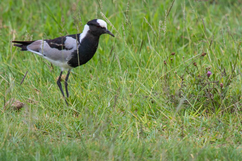 Ngorongoro Crater