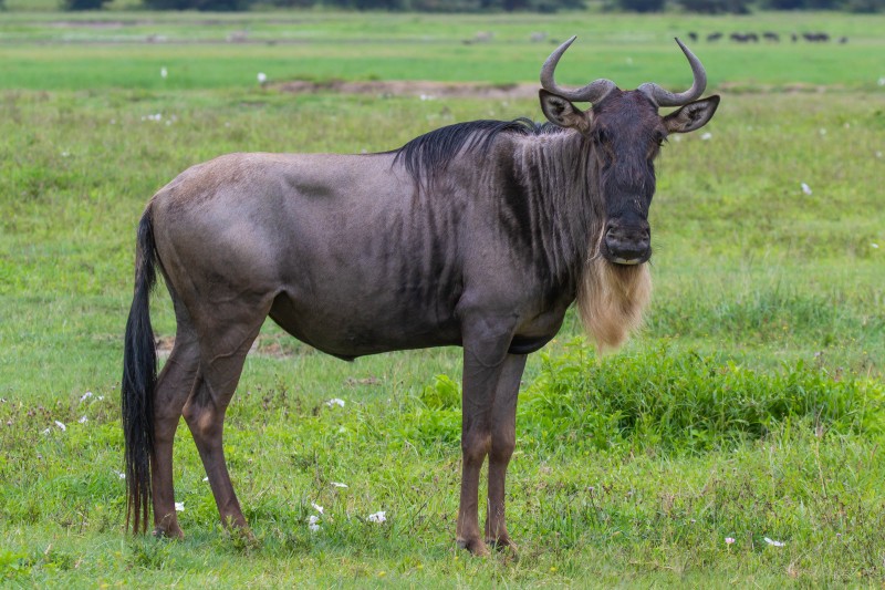 Ngorongoro Crater