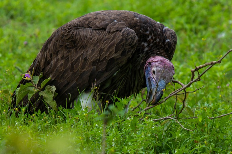 Ngorongoro Crater