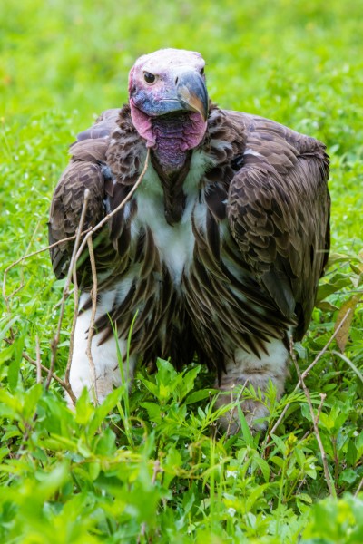 Ngorongoro Crater