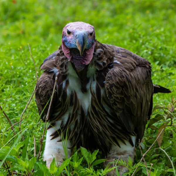 Ngorongoro Crater