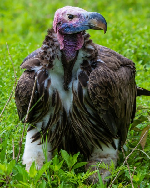 Ngorongoro Crater