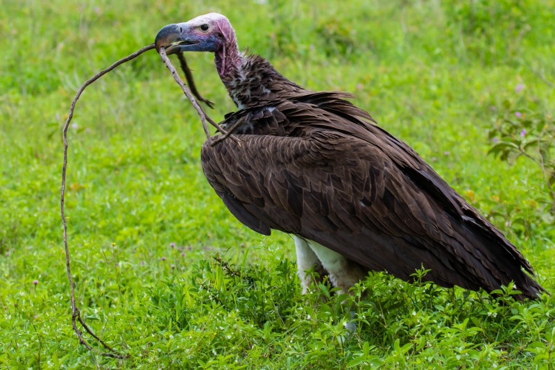 Ngorongoro Crater