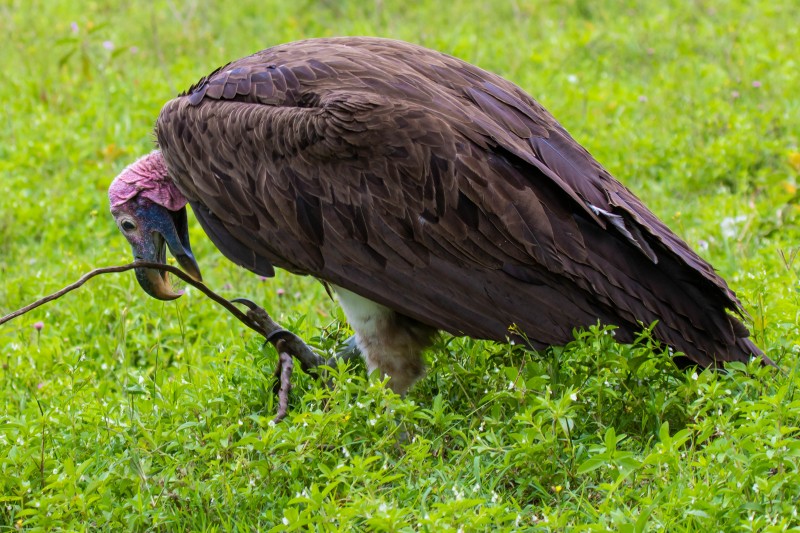 Ngorongoro Crater