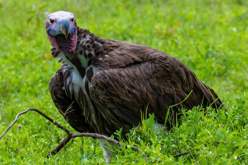 Ngorongoro Crater