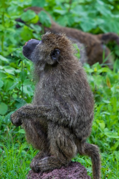 Ngorongoro Crater