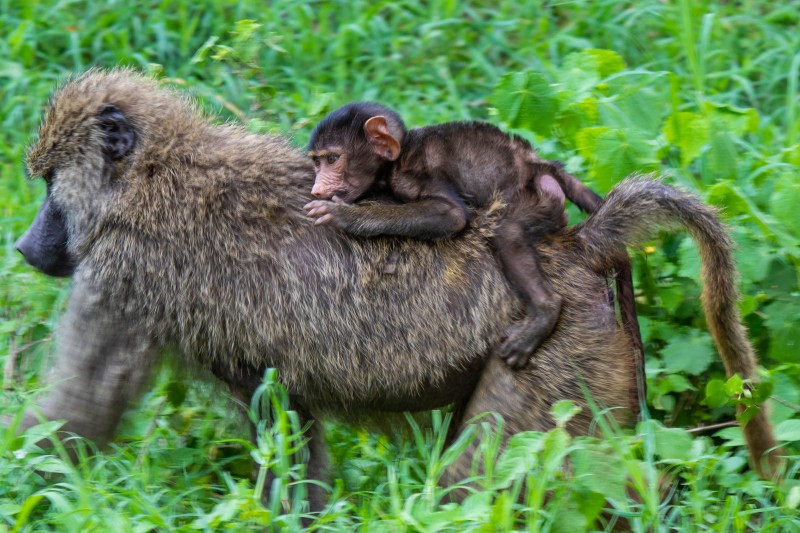 Ngorongoro Crater