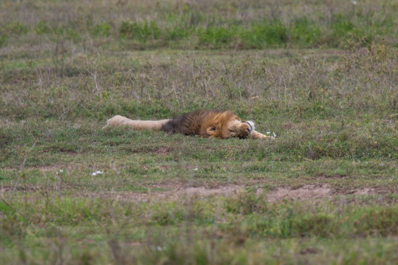 Ngorongoro Crater