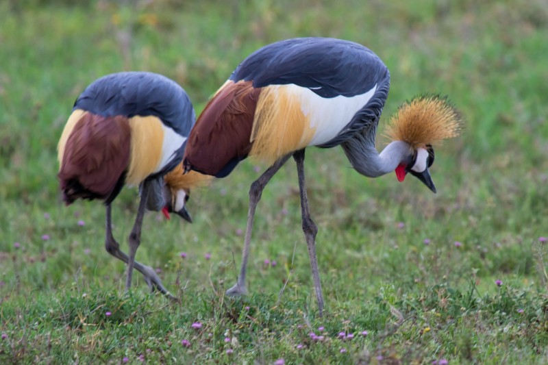 Ngorongoro Crater