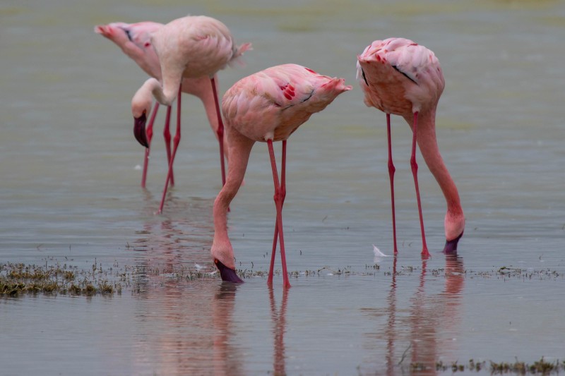 Ngorongoro Crater