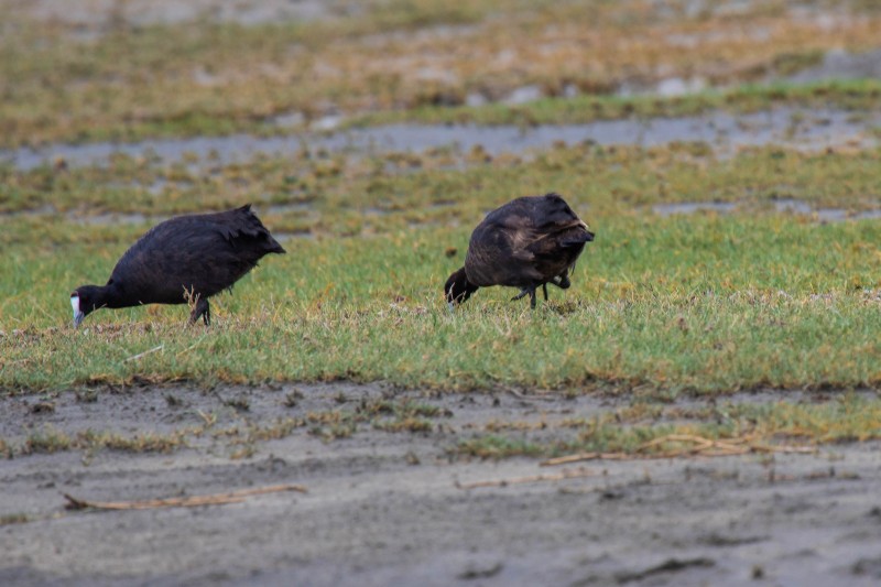 Ngorongoro Crater