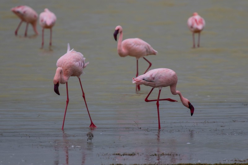 Ngorongoro Crater