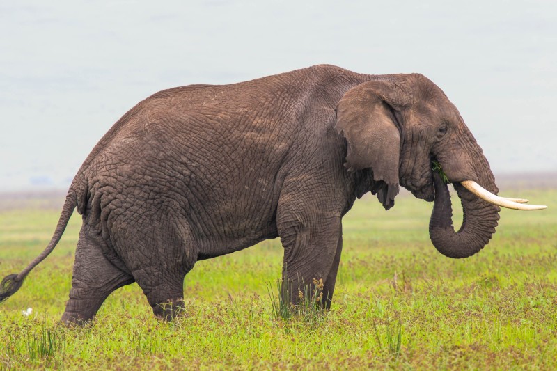 Ngorongoro Crater