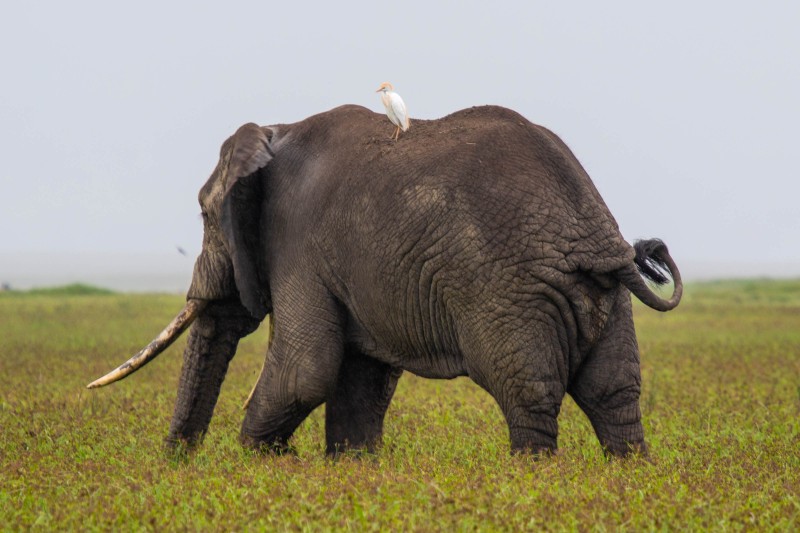 Ngorongoro Crater