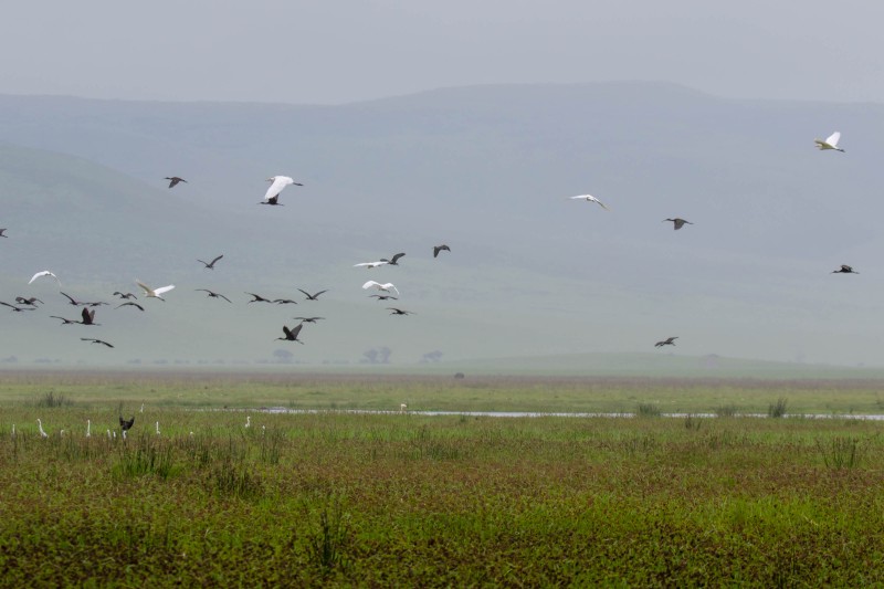 Ngorongoro Crater