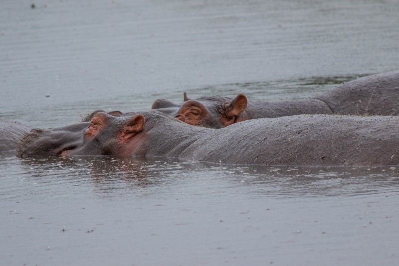 Ngorongoro Crater