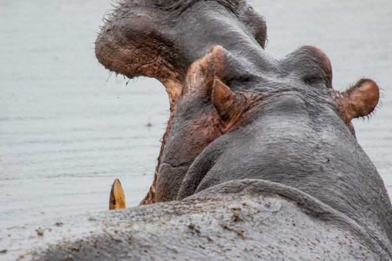 Ngorongoro Crater