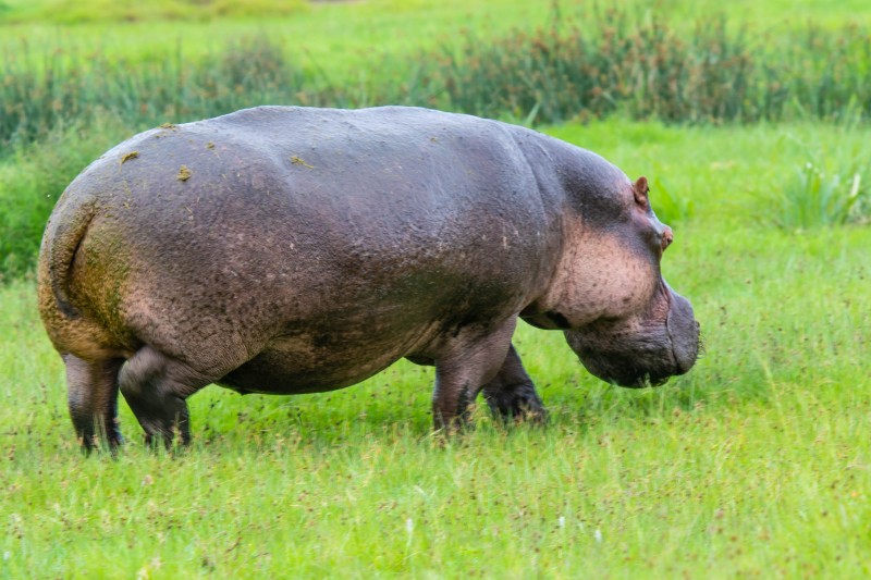 Ngorongoro Crater