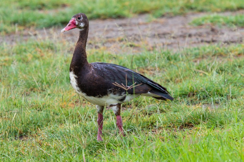 Ngorongoro Crater