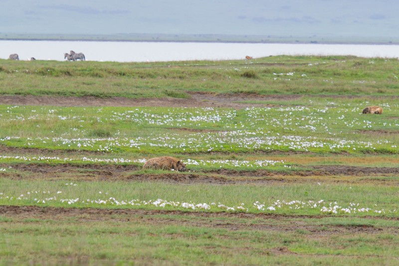 Ngorongoro Crater