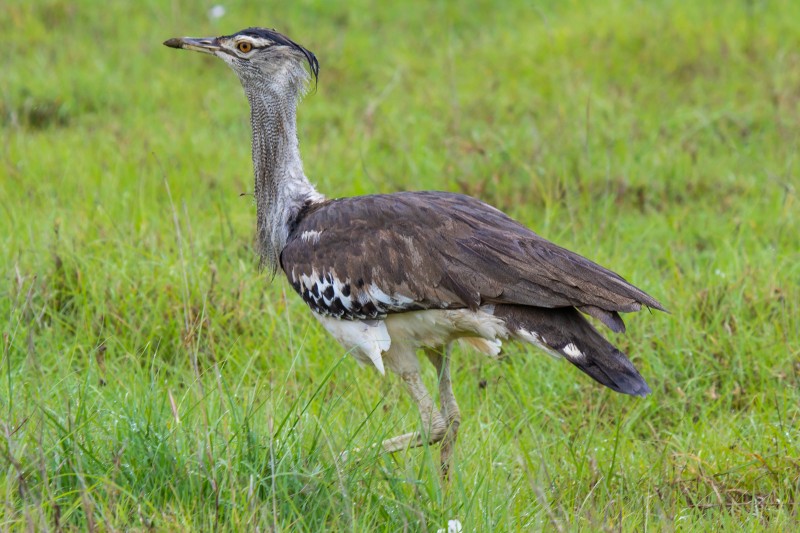 Ngorongoro Crater