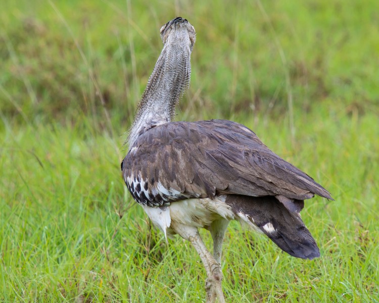 Ngorongoro Crater