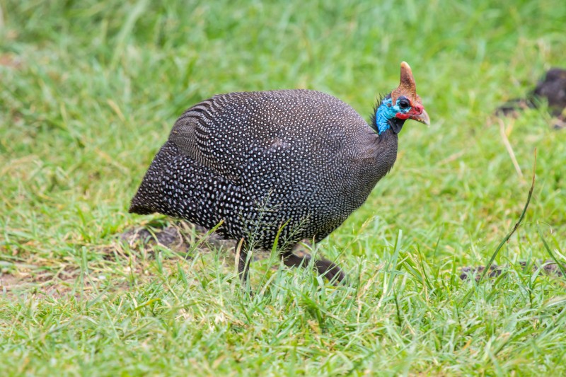 Ngorongoro Crater