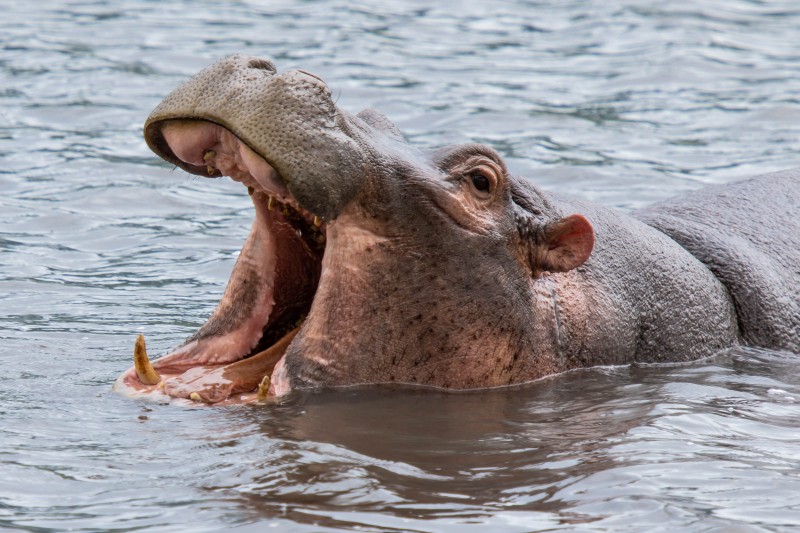 Ngorongoro Crater