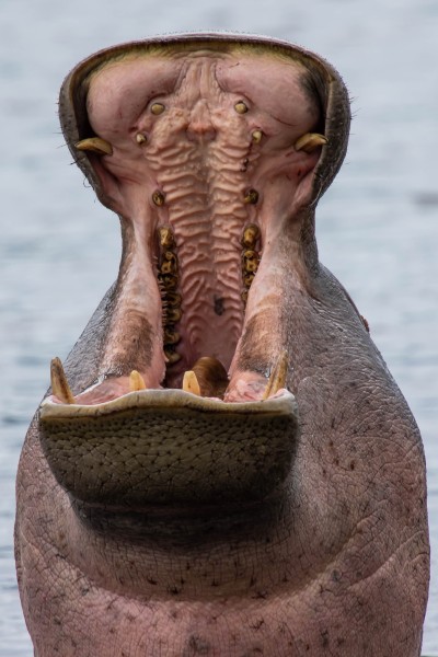 Ngorongoro Crater