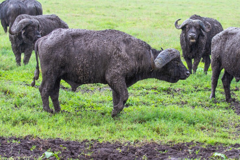 Ngorongoro Crater