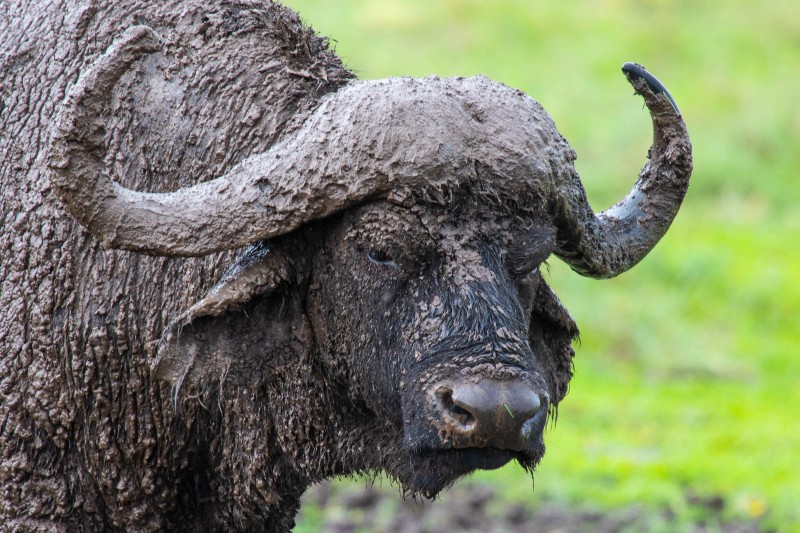 Ngorongoro Crater