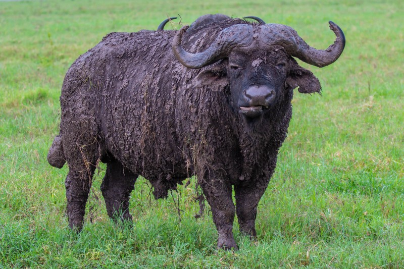 Ngorongoro Crater