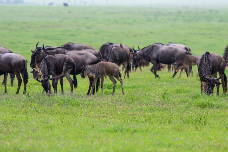 Ngorongoro Crater