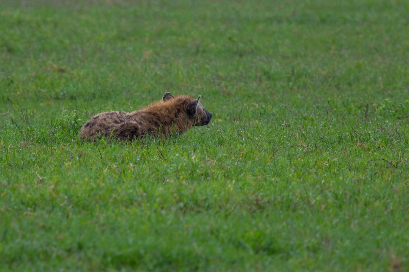 Ngorongoro Crater