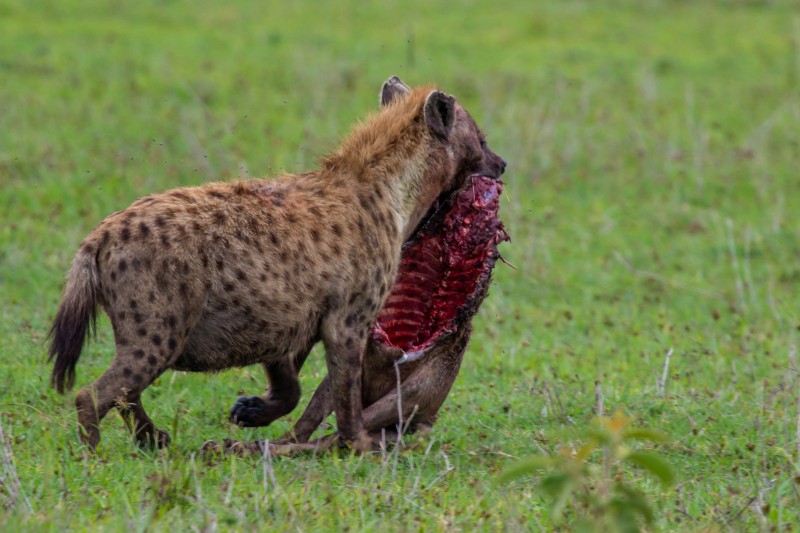 Ngorongoro Crater