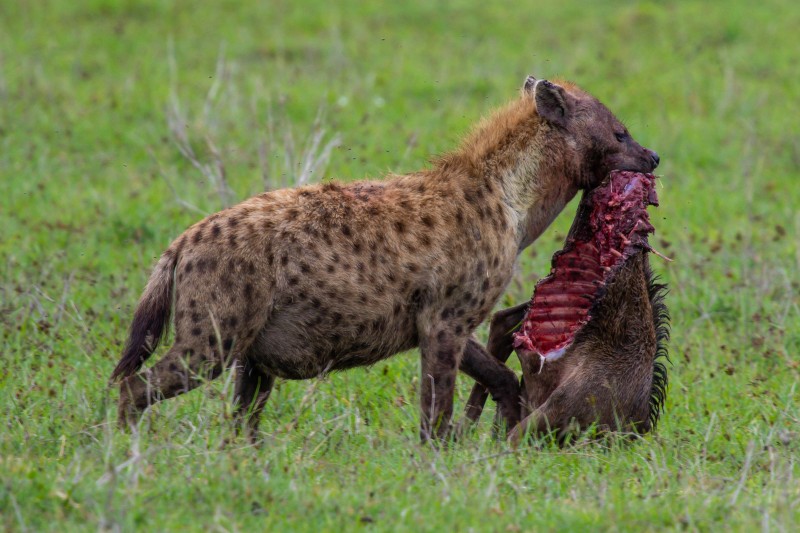 Ngorongoro Crater