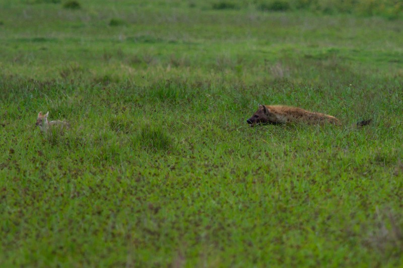 Ngorongoro Crater