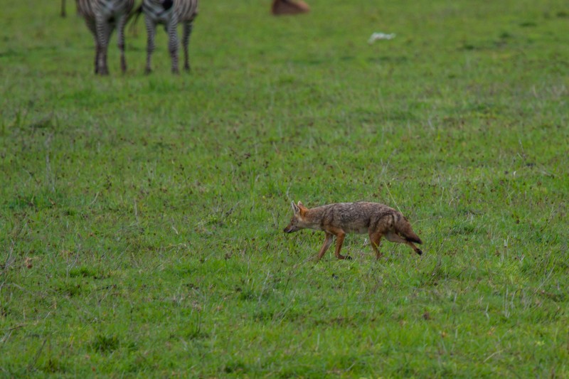 Ngorongoro Crater