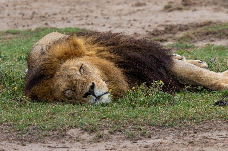 Ngorongoro Crater