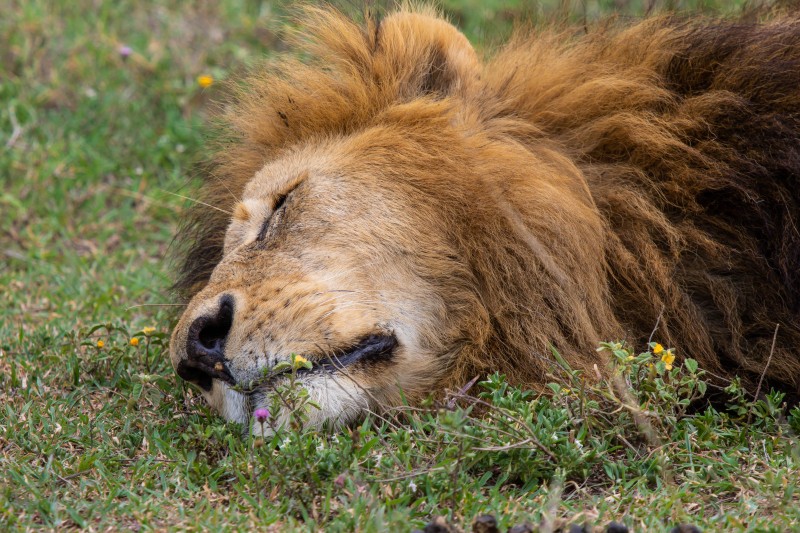 Ngorongoro Crater