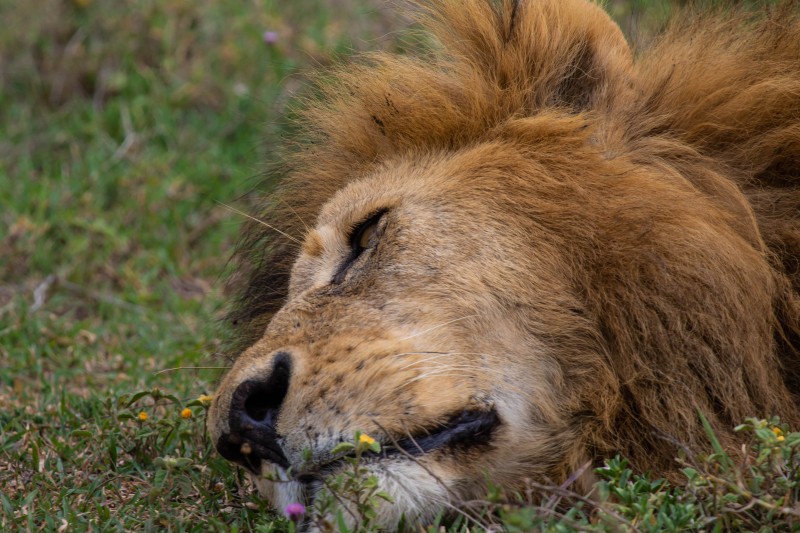 Ngorongoro Crater