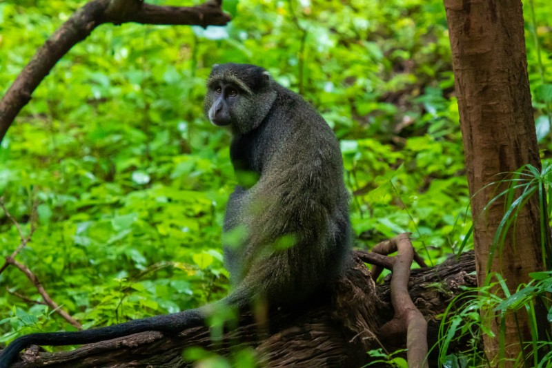 Trip to Kilimanjaro , Lake Manyara Game Reserve