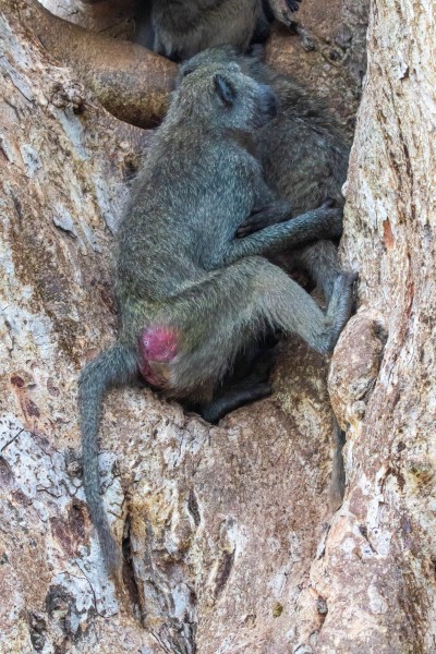 Trip to Kilimanjaro , Lake Manyara Game Reserve