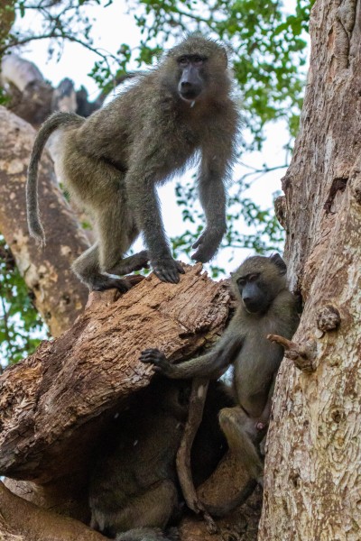 Trip to Kilimanjaro , Lake Manyara Game Reserve