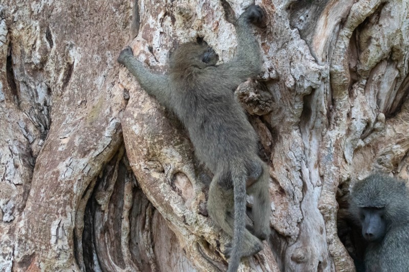 Trip to Kilimanjaro , Lake Manyara Game Reserve