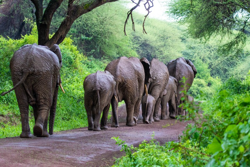 Trip to Kilimanjaro , Lake Manyara Game Reserve