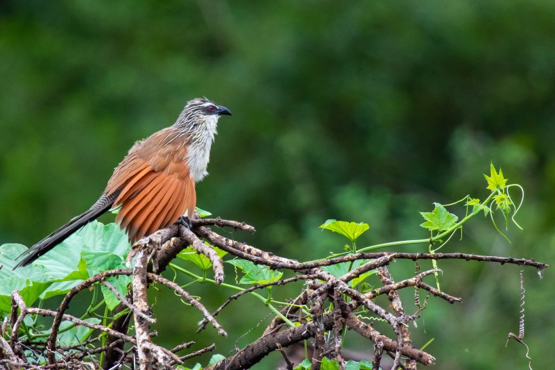 Trip to Kilimanjaro , Lake Manyara Game Reserve