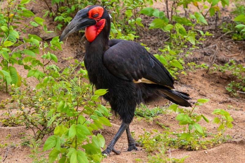 Trip to Kilimanjaro , Lake Manyara Game Reserve