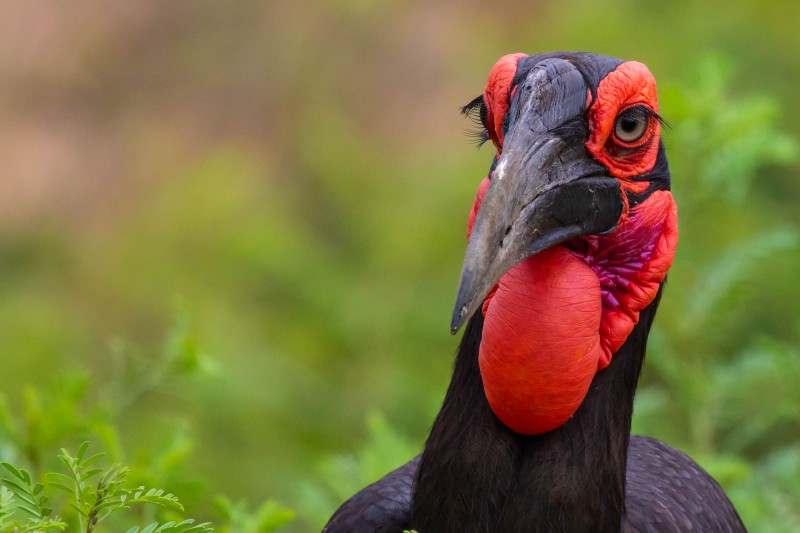 Trip to Kilimanjaro , Lake Manyara Game Reserve