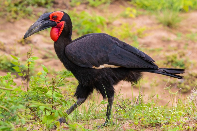 Trip to Kilimanjaro , Lake Manyara Game Reserve